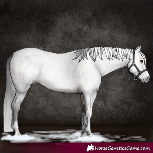 Horse Color:Gray Brown Roan Dun Sabino 