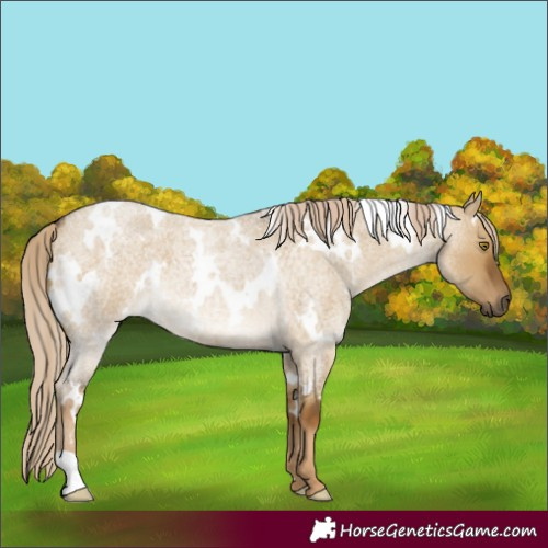 Horse Color:White Spotted Chocolate Palomino Roan Dun 