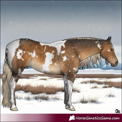 Horse Color:White Spotted Chocolate Palomino Tobiano