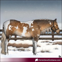 Horse Color:White Spotted Chocolate Palomino Tobiano 