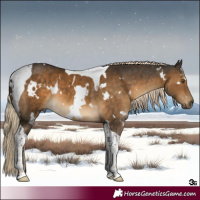 Horse Color:White Spotted Chocolate Palomino Tobiano 