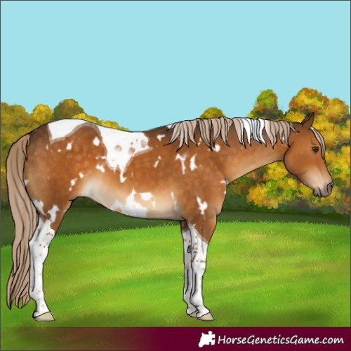 Horse Color:White Spotted Chocolate Palomino Tobiano 