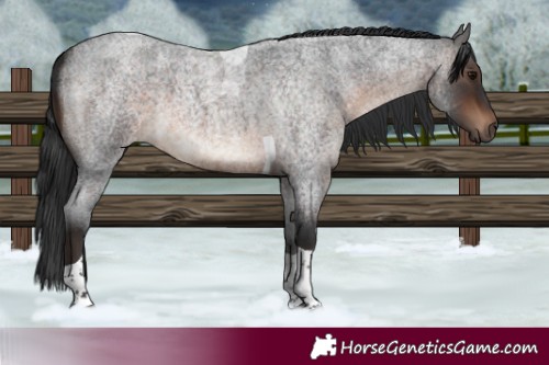 Horse Color:Brown Roan Tobiano 