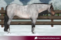 Horse Color:Brown Roan Tobiano