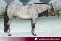 Horse Color:Brown Roan Tobiano 