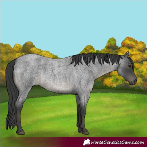 Horse Color:Blue Roan 