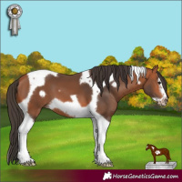 Horse Color:Bay Tobiano Frame 