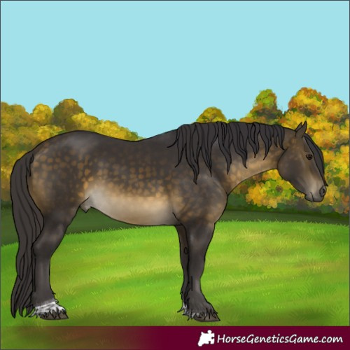 Horse Color:Buckskin Tobiano Rabicano 