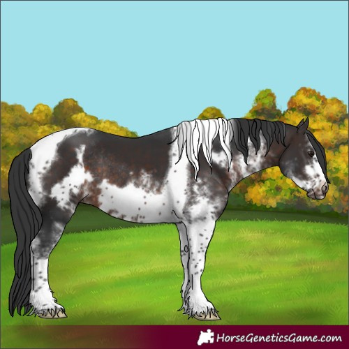 Horse Color:White Spotted Brown Tobiano Frame Rabicano 