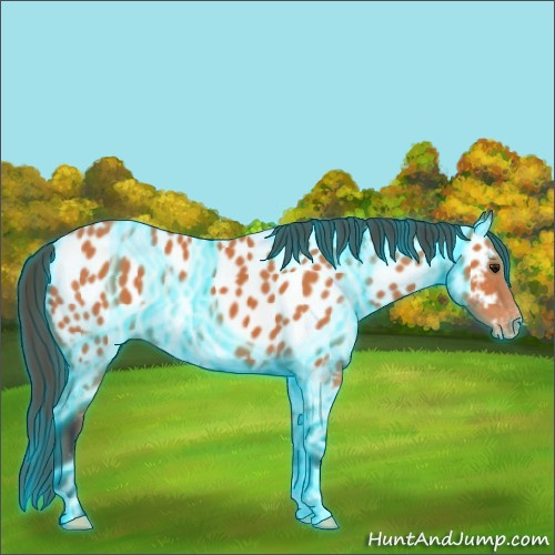 Horse Color:Thunderstruck Bay Near Leopard
