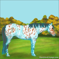 Horse Color:Thunderstruck Bay Near Leopard 