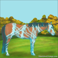 Horse Color:Thunderstruck Bay Sabino 