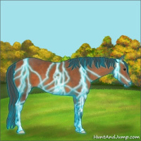 Horse Color:Thunderstruck Bay 