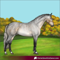 Horse Color:Gray Silver Buckskin Roan 