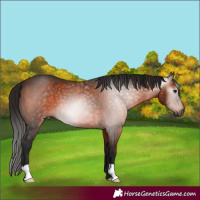 Horse Color:Gray Bay 