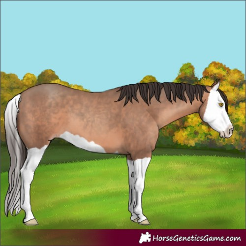 Horse Color:Sable Champagne Splash 