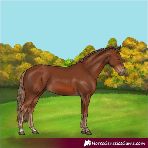 Horse Color:Chestnut 