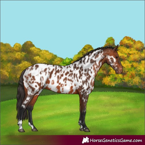 Horse Color:Bay Appaloosa  and Bay Appaloosa 
