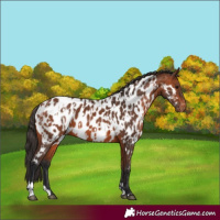 Horse Color:Bay Appaloosa  and Bay Appaloosa 