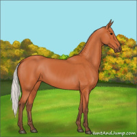 Horse Color:Silver Bay 