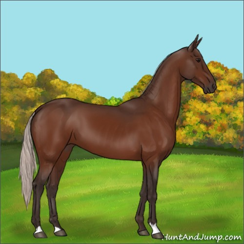 Horse Color:Silver Bay 