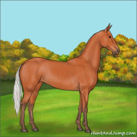 Horse Color:Silver Bay 