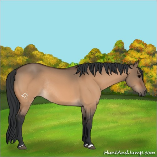 Horse Color:Bay Dun Rabicano 