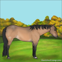 Horse Color:Bay Dun Rabicano