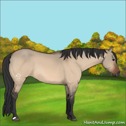 Horse Color:Bay Dun 