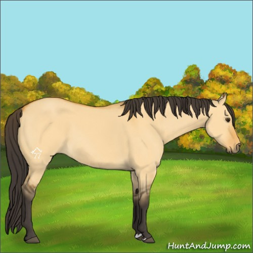 Horse Color:Buckskin Dun