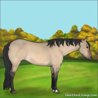 Horse Color:Bay Dun