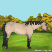 Horse Color:Bay Dun