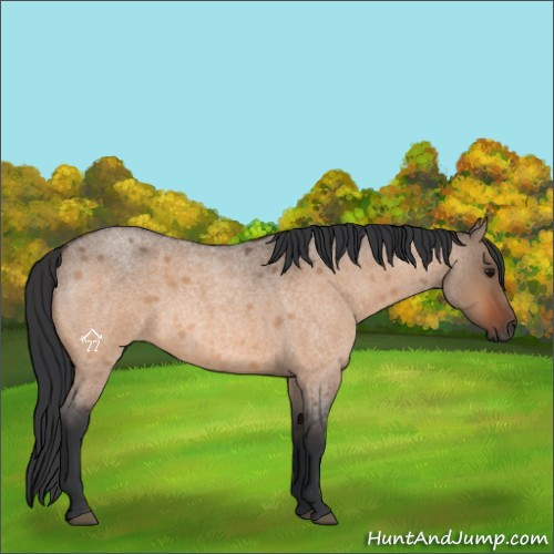 Horse Color:Bay Roan Dun 
