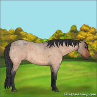Horse Color:Bay Roan Dun 