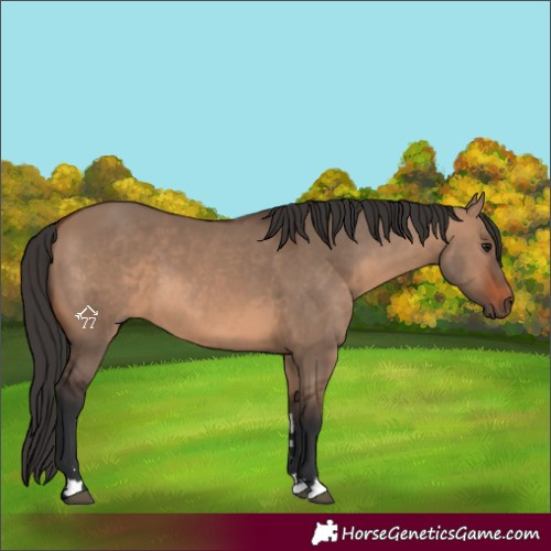Horse Color:Brown Dun
