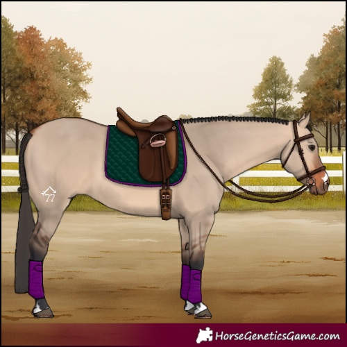 Horse Color:Bay Dun 
