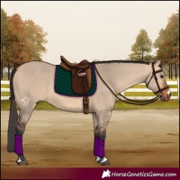 Horse Color:Bay Dun 