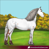 Horse Color:Silver Bay Roan Fewspot 