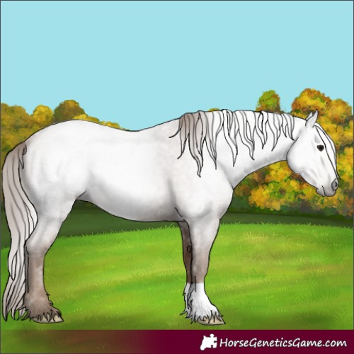 Horse Color:Gray Blue Roan Pearl