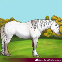 Horse Color:Gray Blue Roan Pearl 