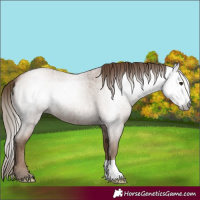 Horse Color:Gray Blue Roan Pearl 
