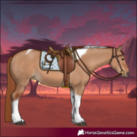 Horse Color:Red Dun Tobiano 