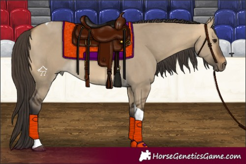 Horse Color:Buckskin Dun Tobiano