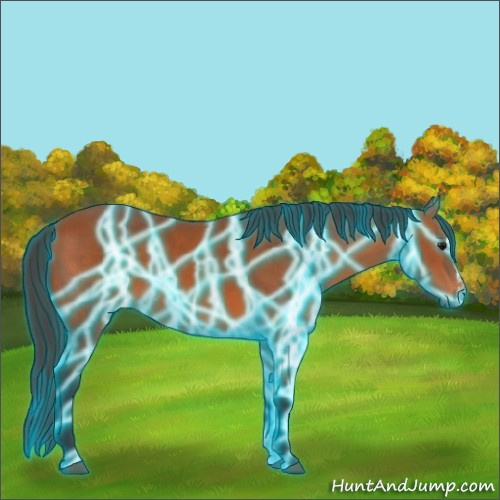 Horse Color:Thunderstruck Bay Sabino