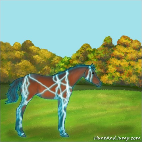 Horse Color:Thunderstruck Bay 