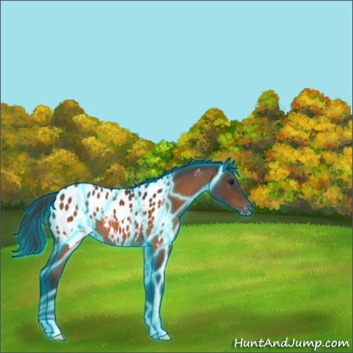 Horse Color:Thunderstruck Brown Roan Blanket 