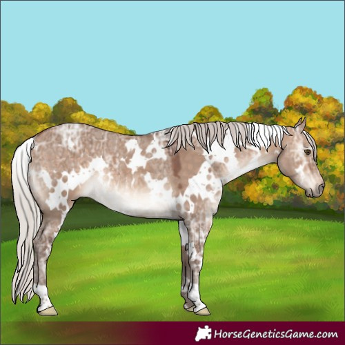 Horse Color:White Spotted Silver Bay Ice Dun Rabicano 