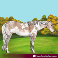Horse Color:White Spotted Silver Bay Ice Dun Rabicano