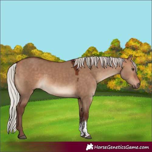 Horse Color:Silver Bay Dun Sabino Rabicano 