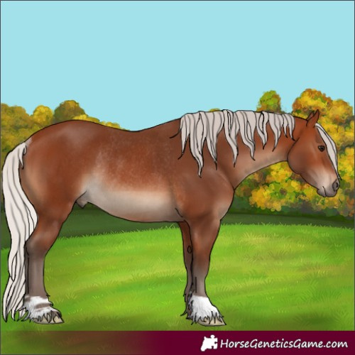 Horse Color:Silver Brown Rabicano 